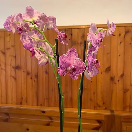 Orchidea Летний дом *