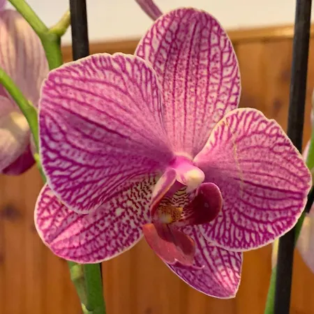 Orchidea Летний дом